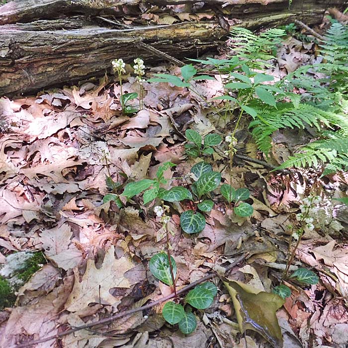 Pyrola americana - Pyrola rotundifolia  - Roundleaf Pyrola, plants, habitat 